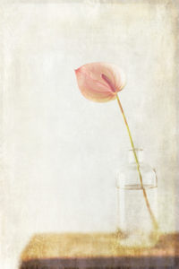 Minimalistisches Stillleben mit einer rosa Blüte in einer Glasvase Minimalistisches Stillleben mit einer rosa Blüte in einer Glasvase